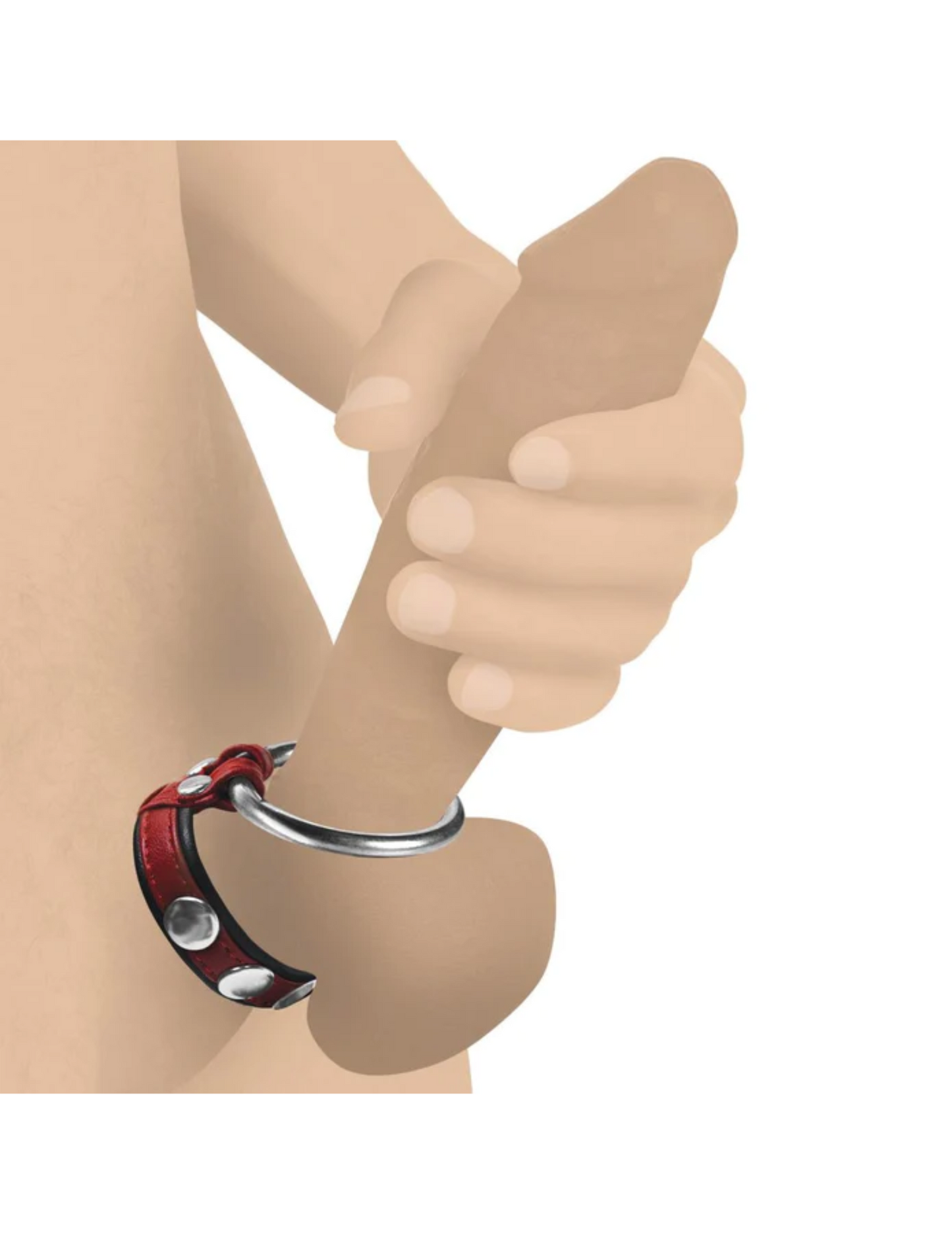 Illustration of the Strict Cock Gear Leather and Steel Cock and Ball Ring by XR Brands and how to wear it on one's penis and testicles.